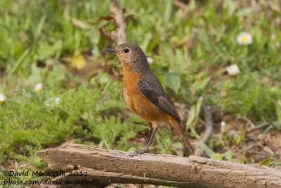 Moussier's Redstart (Phoenicurus moussieri)(female)_Tamri