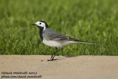 White Wagtail (Motacilla alba)_Agadir