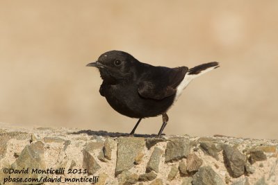 White-crowned Wheatear (Oenanthe leucopyga)(first-year individual)_Aousserd (Western Sahara)