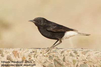 White-crowned Wheatear (Oenanthe leucopyga)(first-year individual)_Aousserd (Western Sahara)