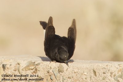 White-crowned Wheatear (Oenanthe leucopyga)(first-year individual)_Aousserd (Western Sahara)