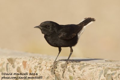 White-crowned Wheatear (Oenanthe leucopyga)(first-year individual)_Aousserd (Western Sahara)