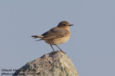 Northern Wheatear (Oenanthe oenanthe)_Aousserd (Western Sahara)