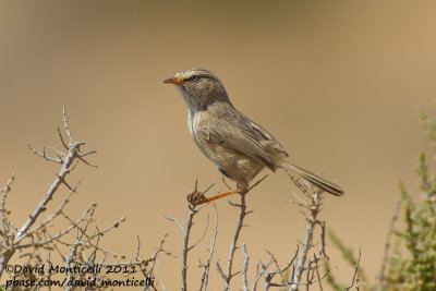 Scrub Warbler (Scotocerca inquieta)(ssp. theresae)_Guelmine (Western Sahara)