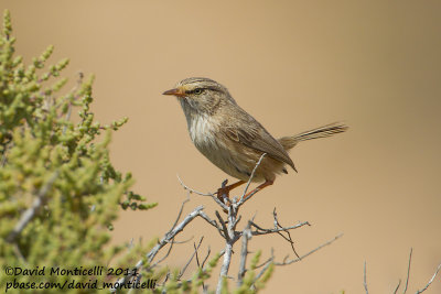 Scrub Warbler (Scotocerca inquieta)(ssp. theresae)_Guelmine (Western Sahara)