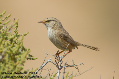 Scrub Warbler (Scotocerca inquieta)(ssp. theresae)_Guelmine (Western Sahara)