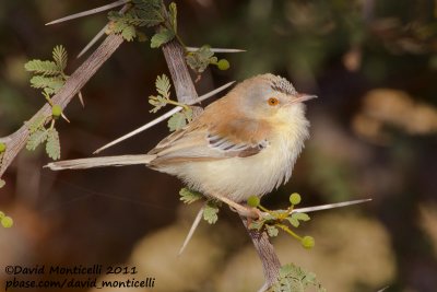 Cricket Warbler (Spiloptila clamans)_Oued Jenna (Western Sahara)