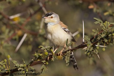 Cricket Warbler (Spiloptila clamans)_Oued Jenna (Western Sahara)