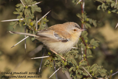 Cricket Warbler (Spiloptila clamans)_Oued Jenna (Western Sahara)