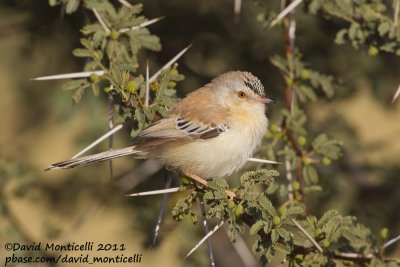 Cricket Warbler (Spiloptila clamans)_Oued Jenna (Western Sahara)