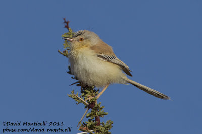 Cricket Warbler (Spiloptila clamans)_Oued Jenna (Western Sahara)