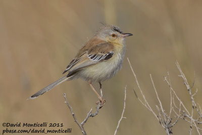 Cricket Warbler (Spiloptila clamans)_Oued Jenna (Western Sahara)