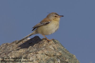 Cricket Warbler (Spiloptila clamans)_Oued Jenna (Western Sahara)