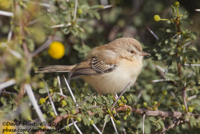 Cricket Warbler (Spiloptila clamans)(juvenile)_Oued Jenna (Western Sahara)