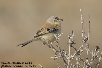 Cricket Warbler (Spiloptila clamans)_Oued Jenna (Western Sahara)