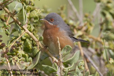 Subalpine Warbler (Sylvia cantillans)_Oued Massa, Agadir