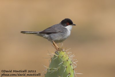 Sardinian Warbler (Sylvia melanocephala)_Oued Massa, Agadir