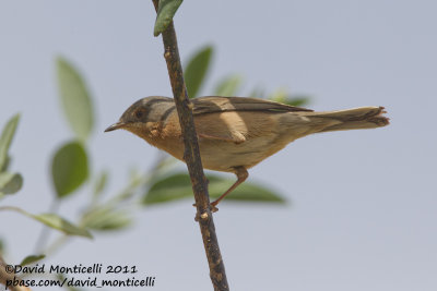 Subalpine Warbler (Sylvia cantillans)_Oued Massa, Agadir