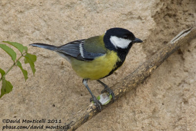 Great Tit (Parus major)_Tamri