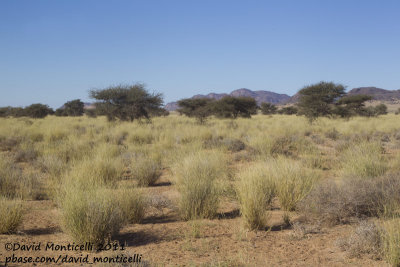 View of Oued Jenna, Aousserd area (Western Sahara)