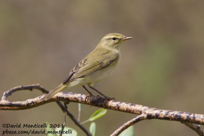 Willow Warbler (Phylloscopus bonelli)_Oued Massa, Agadir