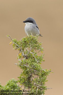 Great Grey Shrike (Lanius excubitor)(ssp. algeriensis)_Tamri