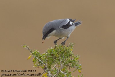 Great Grey Shrike (Lanius excubitor)(ssp. algeriensis)_Tamri
