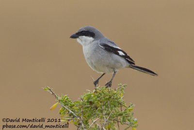 Great Grey Shrike (Lanius excubitor)(ssp. algeriensis)_Tamri