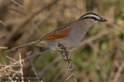 Black-crowned Tchagra (Tchagra senegala)_Oued Massa, Agadir