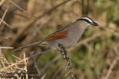 Black-crowned Tchagra (Tchagra senegala)_Oued Massa, Agadir