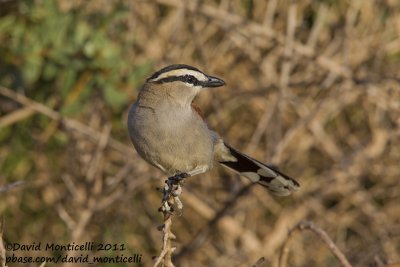 Black-crowned Tchagra (Tchagra senegala)_Oued Massa, Agadir