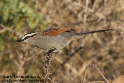 Black-crowned Tchagra (Tchagra senegala)_Oued Massa, Agadir