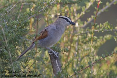 Black-crowned Tchagra (Tchagra senegala)_Oued Massa, Agadir