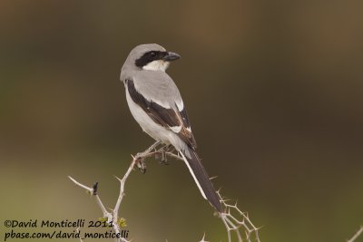 Great Grey Shrike (Lanius excubitor)(ssp. elegans)_Aousserd (Western Sahara)