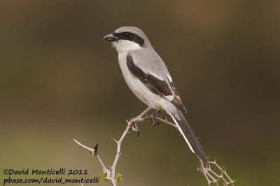 Great Grey Shrike (Lanius excubitor)(ssp. elegans)_Aousserd (Western Sahara)