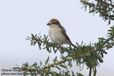 Woodchat Shrike (Lanius senator)_Taroudant