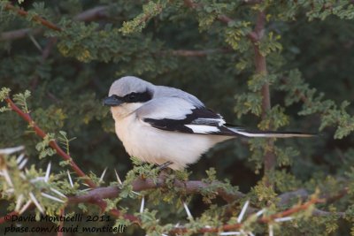 Great Grey Shrike (Lanius excubitor)(ssp. elegans)_Aousserd (Western Sahara)