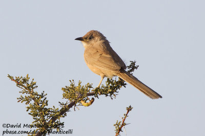 Fulvous Babbler (Turdoides fulvus)_Oued Jenna (Western Sahara)