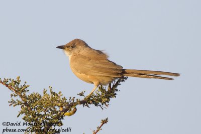 Fulvous Babbler (Turdoides fulvus)_Oued Jenna (Western Sahara)