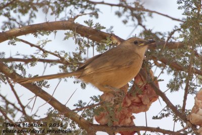 Fulvous Babbler (Turdoides fulvus)_Oued Jenna (Western Sahara)