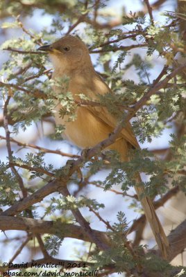 Fulvous Babbler (Turdoides fulvus)_Oued Jenna (Western Sahara)