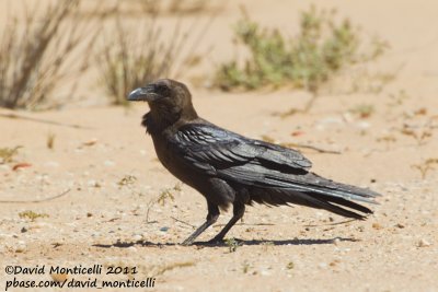 Browned-necked Raven (Corvus ruficollis)_Aousserd area (Western Sahara)