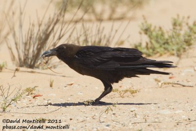 Browned-necked Raven (Corvus ruficollis)_Aousserd area (Western Sahara)