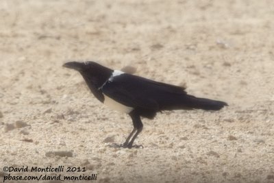 Pied Crow (Corvus albus) record shot)_Chtoukan (Western Sahara)