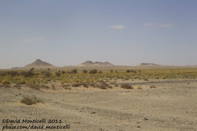 View along Aousserd road (Western Sahara)