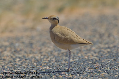 Cream-coloured Courser (Cursiorus cursior)_Aousserd road (Western Sahara)