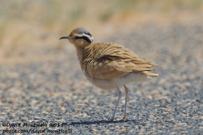 Cream-coloured Courser (Cursiorus cursior)_Aousserd road (Western Sahara)