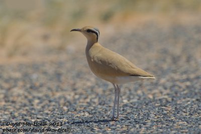 Cream-coloured Courser (Cursiorus cursior)_Aousserd road (Western Sahara)