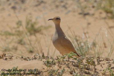 Cream-coloured Courser (Cursiorus cursior)_Aousserd road (Western Sahara)