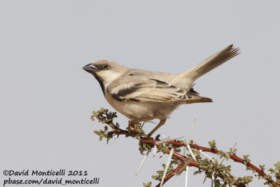 Desert Sparrow (Passer simplex)(male)_Aousserd area (Western Sahara)